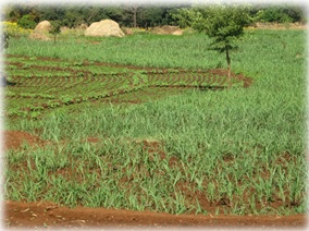 Sri Rangrao A. Patil